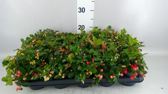 <h4>Gaultheria proc. 'Big Berry'</h4>