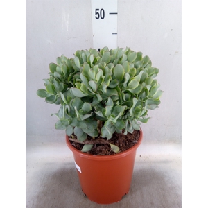 Crassula arborescens 'Curly'