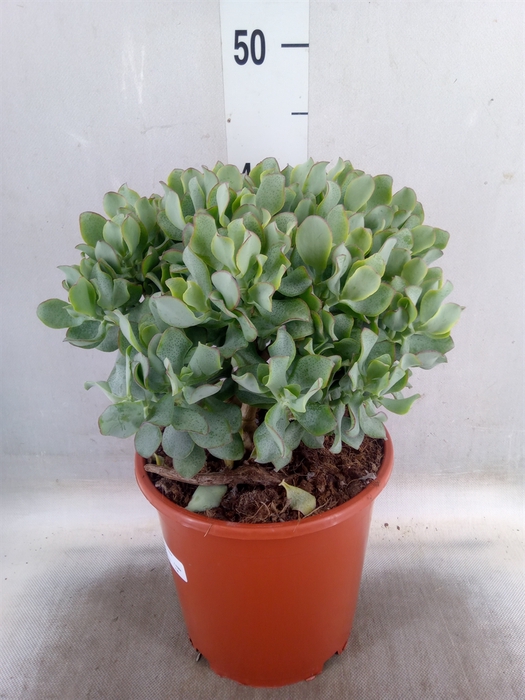 <h4>Crassula arborescens 'Curly'</h4>