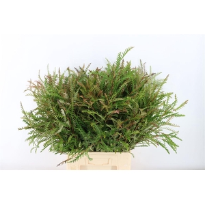 Grevillea Ivanhoe Groen