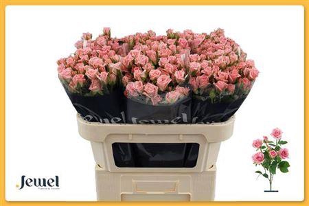 <h4>R Tr Odilia</h4>