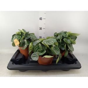 Peperomia argyreia