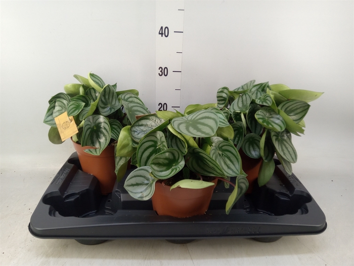 <h4>Peperomia argyreia</h4>