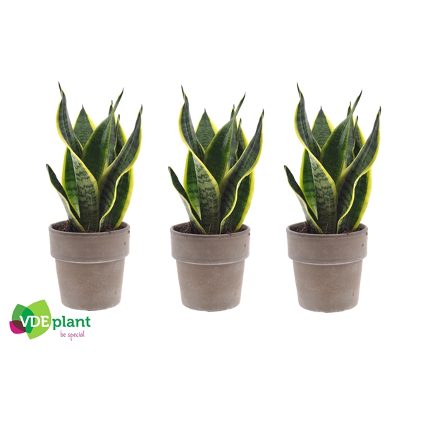 <h4>Sansevieria in Terracotta grey</h4>