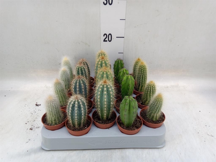 <h4>Cereus   ...</h4>