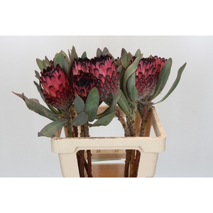 Protea Barbigera Ruby Princess