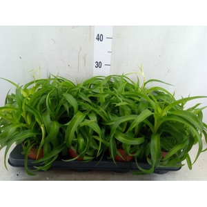 Chlorophytum com. 'Green Bonnie'