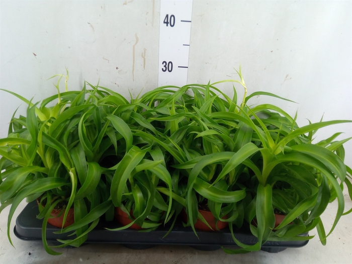 <h4>Chlorophytum com. 'Green Bonnie'</h4>
