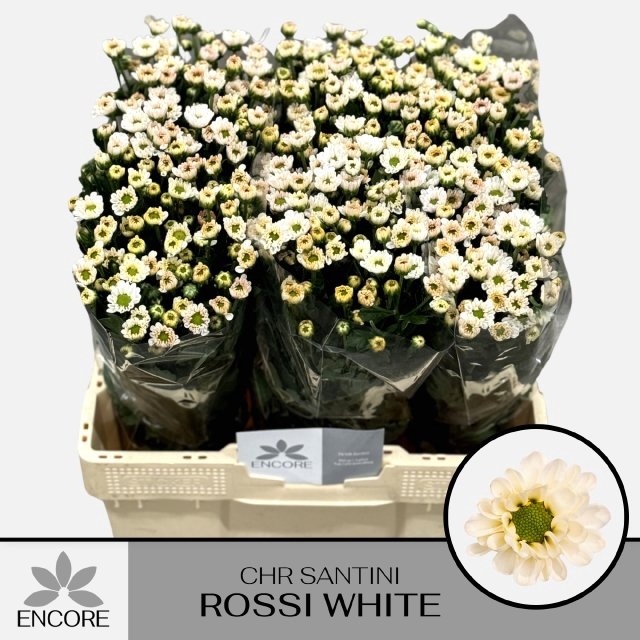 <h4>CHR S ROSSI WHITE</h4>