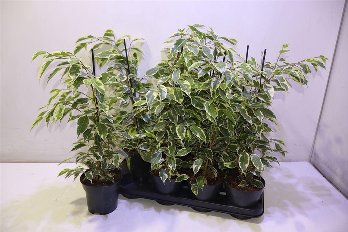 <h4>arr8 Fic Be Samantha</h4>