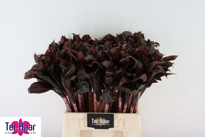 <h4>DRAC FR COMPACTA</h4>