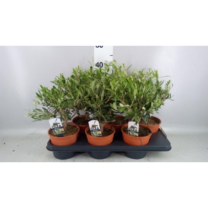 Olea europaea