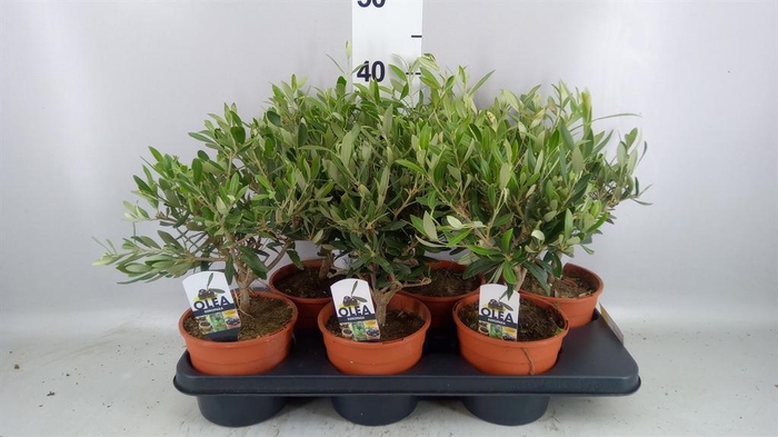 <h4>Olea europaea</h4>