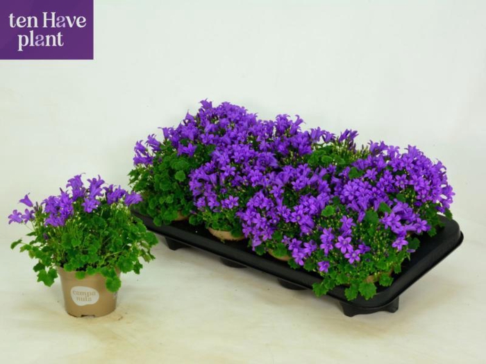 <h4>Camp Por Porto</h4>