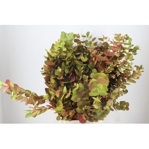 Euca Cinerea De Luxe 200gr P Bunch