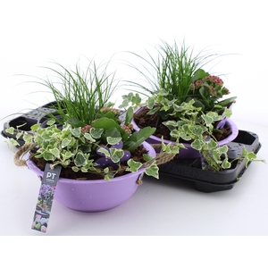 ARR TUINPLANTEN