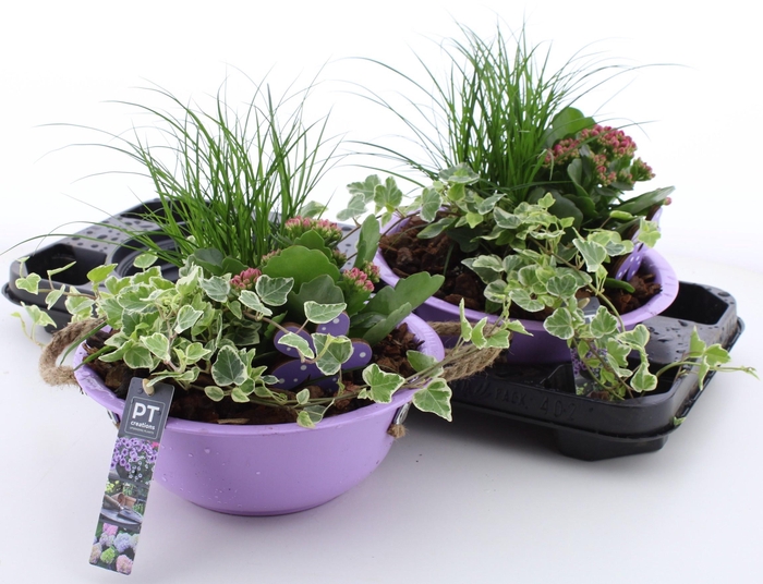 <h4>ARR TUINPLANTEN</h4>