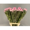 Chrys Gp Captiva Pink