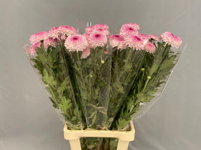Chrys Gp Captiva Pink