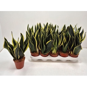 Sansevieria trifa. 'Black Gold'