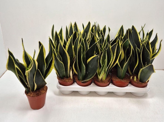 <h4>Sansevieria trifa. 'Black Gold'</h4>