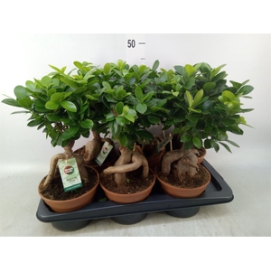 Ficus microcarpa 'Ginseng'