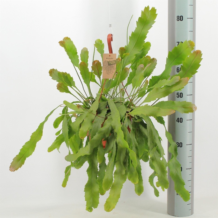 <h4>Lepismium houlletianum</h4>