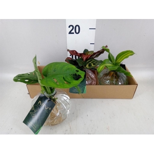 Planten  ..mix