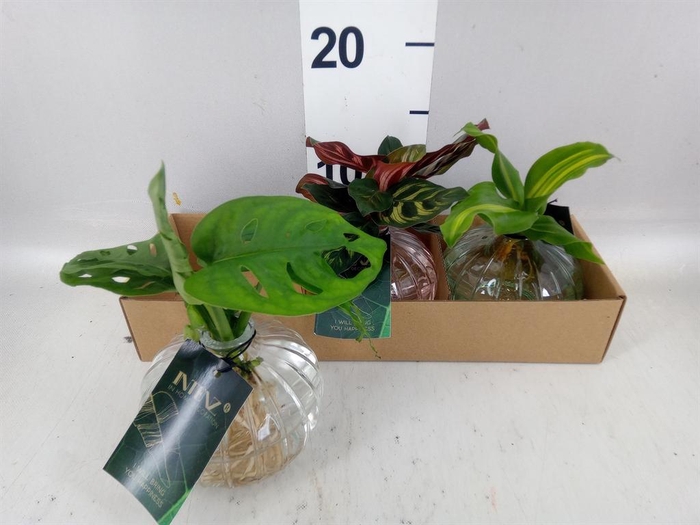 Planten  ..mix