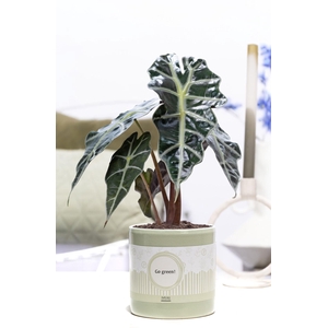 Alocasia Polly in P&P cadeau concept: GO GREEN!