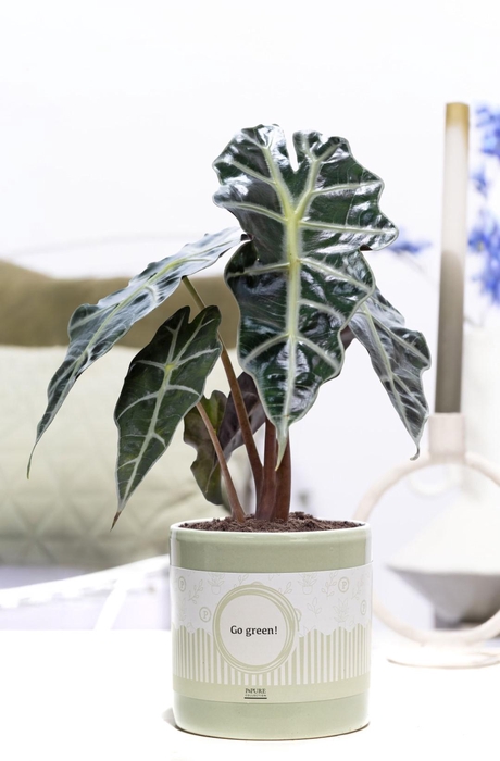 <h4>Alocasia Polly in P&P cadeau concept: GO GREEN!</h4>