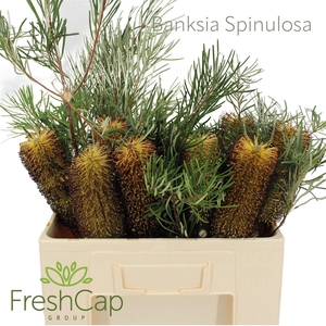 Banksia overig grootbloemig