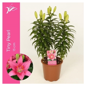 Lilium Tiny Pearl 13 cm (az. lelie)