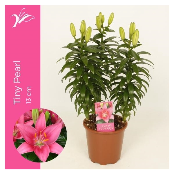 <h4>Lilium Tiny Pearl 13 cm (az. lelie)</h4>