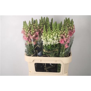 Antirrhinum Nl. Mixed In Bucket