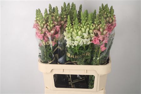 <h4>Antirrhinum Nl. Mixed In Bucket</h4>