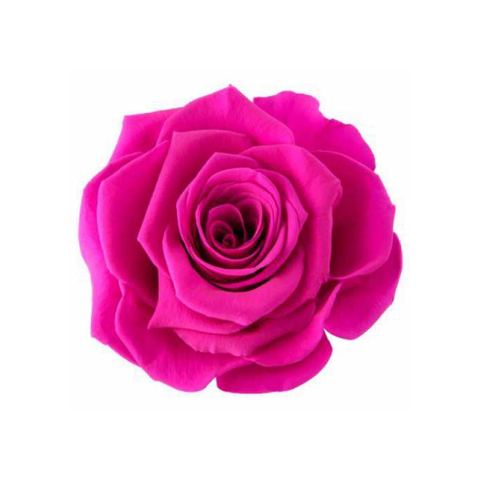 <h4>Rose Ava Hot Pink</h4>