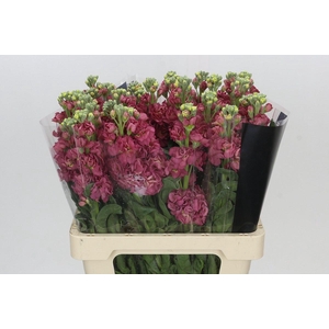 Matthiola Iron Apricot Dark