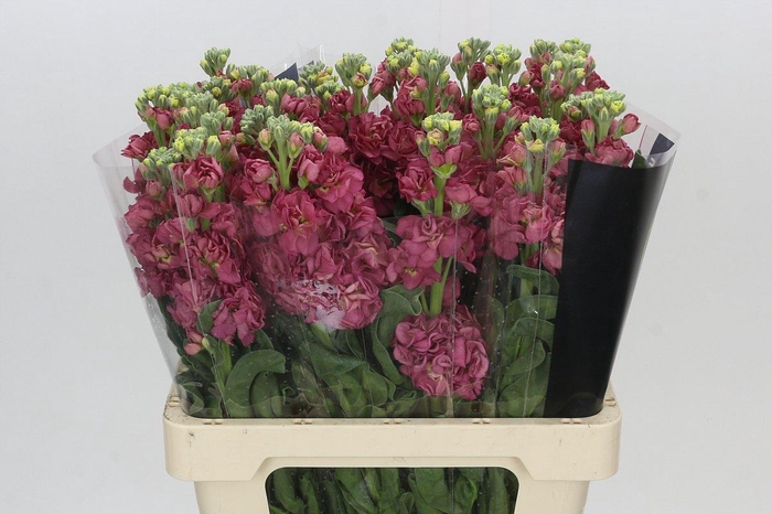 <h4>Matthiola Iron Apricot Dark</h4>