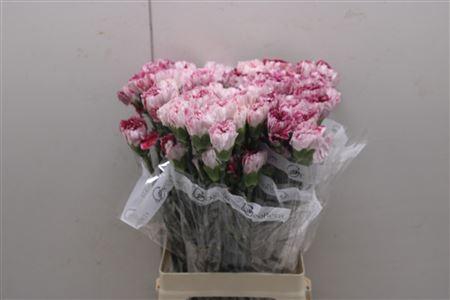 <h4>Di St Merletto Berry</h4>