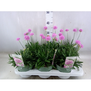 Armeria pseud. 'Dreameria Daydream'