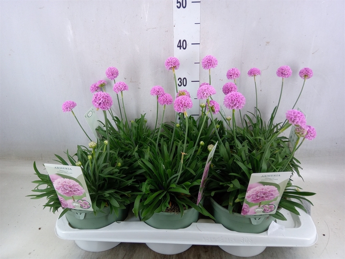 <h4>Armeria pseud. 'Dreameria Daydream'</h4>