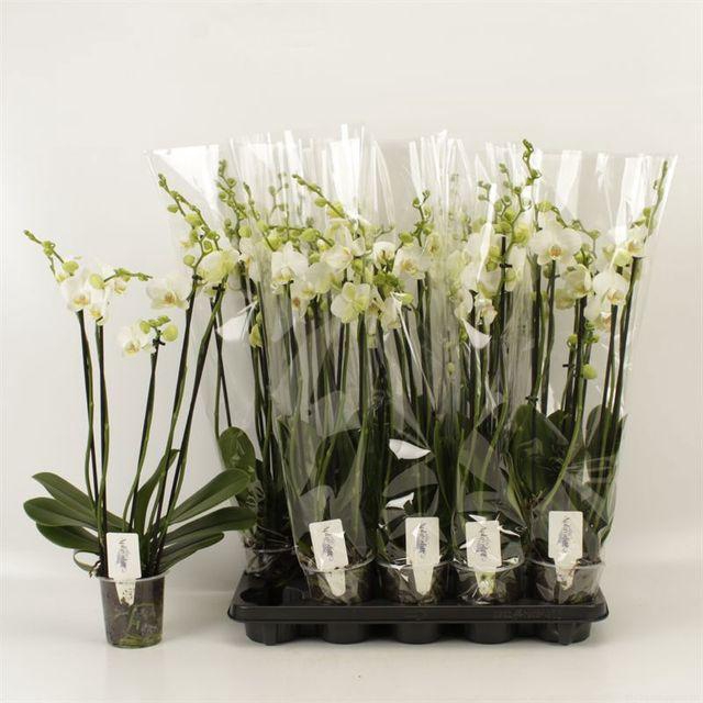 <h4>Phal Ov Wit</h4>