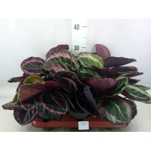 Calathea roseopicta 'Dottie'