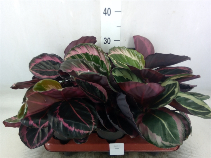 <h4>Calathea roseopicta 'Dottie'</h4>