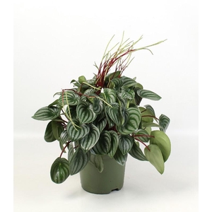 Peperomia Argyreia