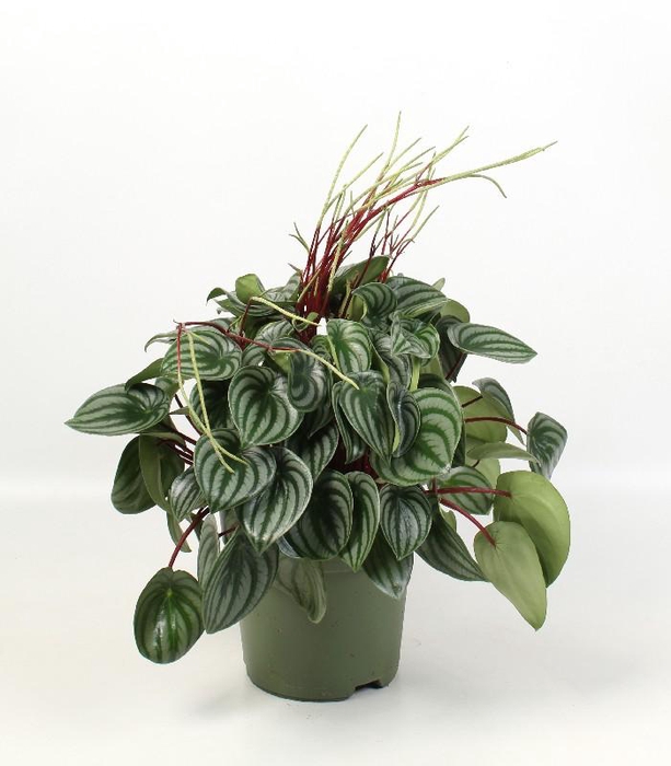 <h4>Peperomia Argyreia</h4>