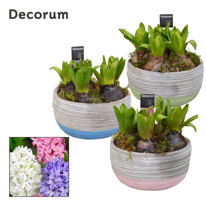 <h4>Hyacint Pastel Schaal HL19493 [LOVELY COLORS]</h4>