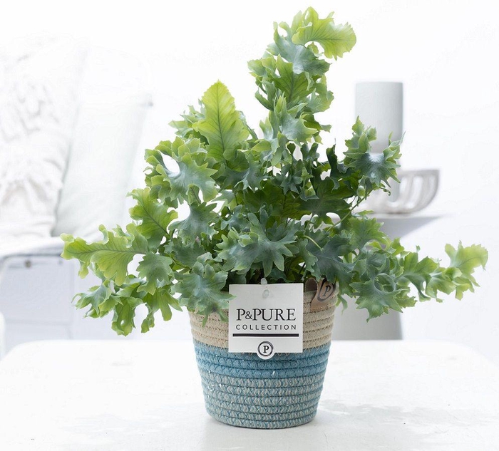 <h4>Phlebodium Davana in P&PURE Fashionpot Valerie</h4>