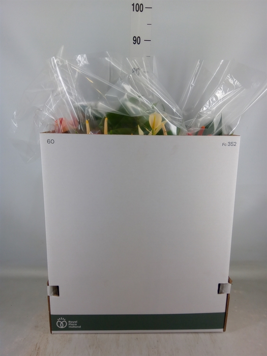<h4>Anthurium   ...mix</h4>